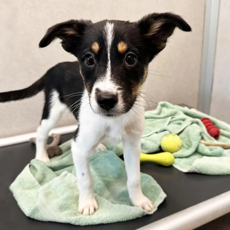A baby small-sized female Black Mixed Breed dog named Dixie for adoption in Hailey, ID