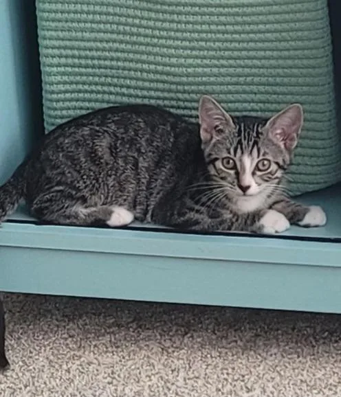 A baby medium-sized female Tabby (Brown / Chocolate) Domestic Short Hair cat named Sterling for adoption in Jacksonville, FL
