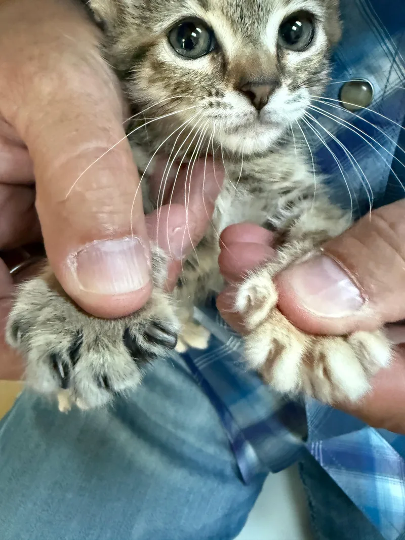 A baby medium-sized female Tabby (Brown / Chocolate) Domestic Short Hair cat named Sugar for adoption in Fort Worth, TX
