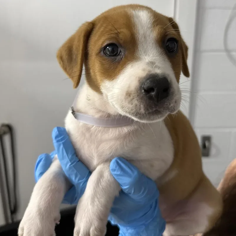 A baby small-sized female Yellow / Tan / Blond / Fawn American Foxhound dog named Ecstatic for adoption in Hattiesburg, MS