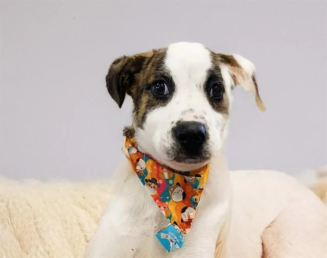 A baby medium-sized male Labrador Retriever dog named Hopper for adoption in Fort Lauderdale, FL