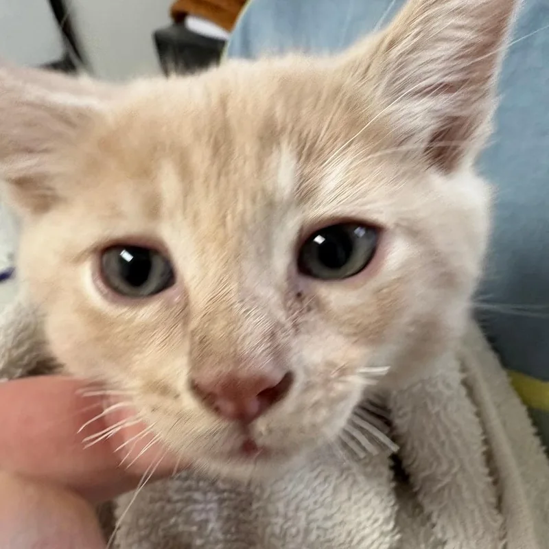 A baby small-sized male Buff / Tan / Fawn Domestic Short Hair cat named Lunchbox for adoption in Taos, NM