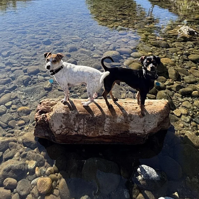 An adult small-sized male Black Dachshund dog named Tama for adoption in Cashmere, WA