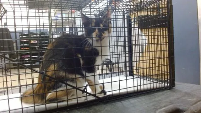 A baby small-sized female Domestic Short Hair cat named Wilamina for adoption in Miami, FL