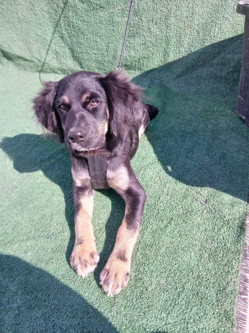 Enzo