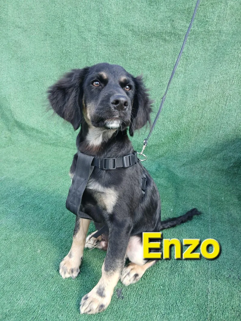Enzo thumbnail 4