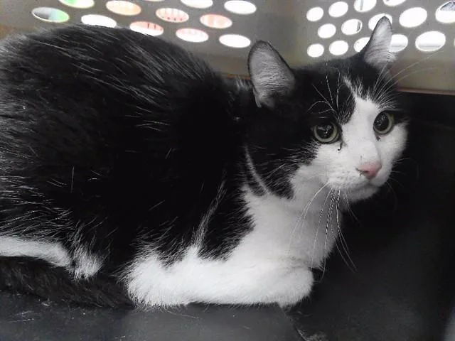 An adult medium-sized male Domestic Short Hair cat named Henry for adoption in Omaha, NE