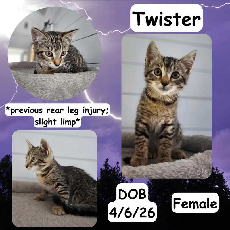 A baby medium-sized female Tabby (Buff / Tan / Fawn) Domestic Short Hair cat named Twister for adoption in Caldwell, TX