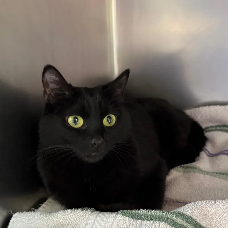 A young medium-sized female Black Domestic Short Hair cat named Laurie for adoption in Council Bluffs, IA
