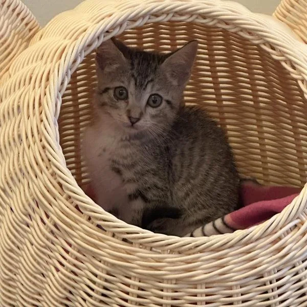 A baby small-sized male Domestic Short Hair cat named Paulie for adoption in Walnut Creek, CA