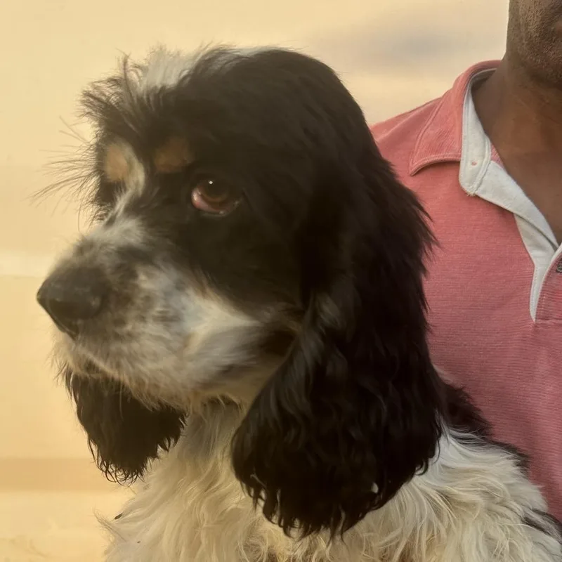 An adult medium-sized male Tricolor (Brown, Black, & White) Cocker Spaniel dog named Kyle  Local October for adoption in Brookshire, TX