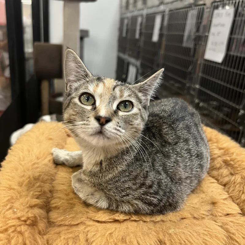 A baby medium-sized female Domestic Short Hair cat named Hibiscus for adoption in Palmetto, FL