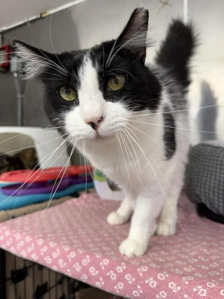 An adult large-sized male Black & White / Tuxedo Domestic Medium Hair cat named Patrick for adoption in Randolph, MA