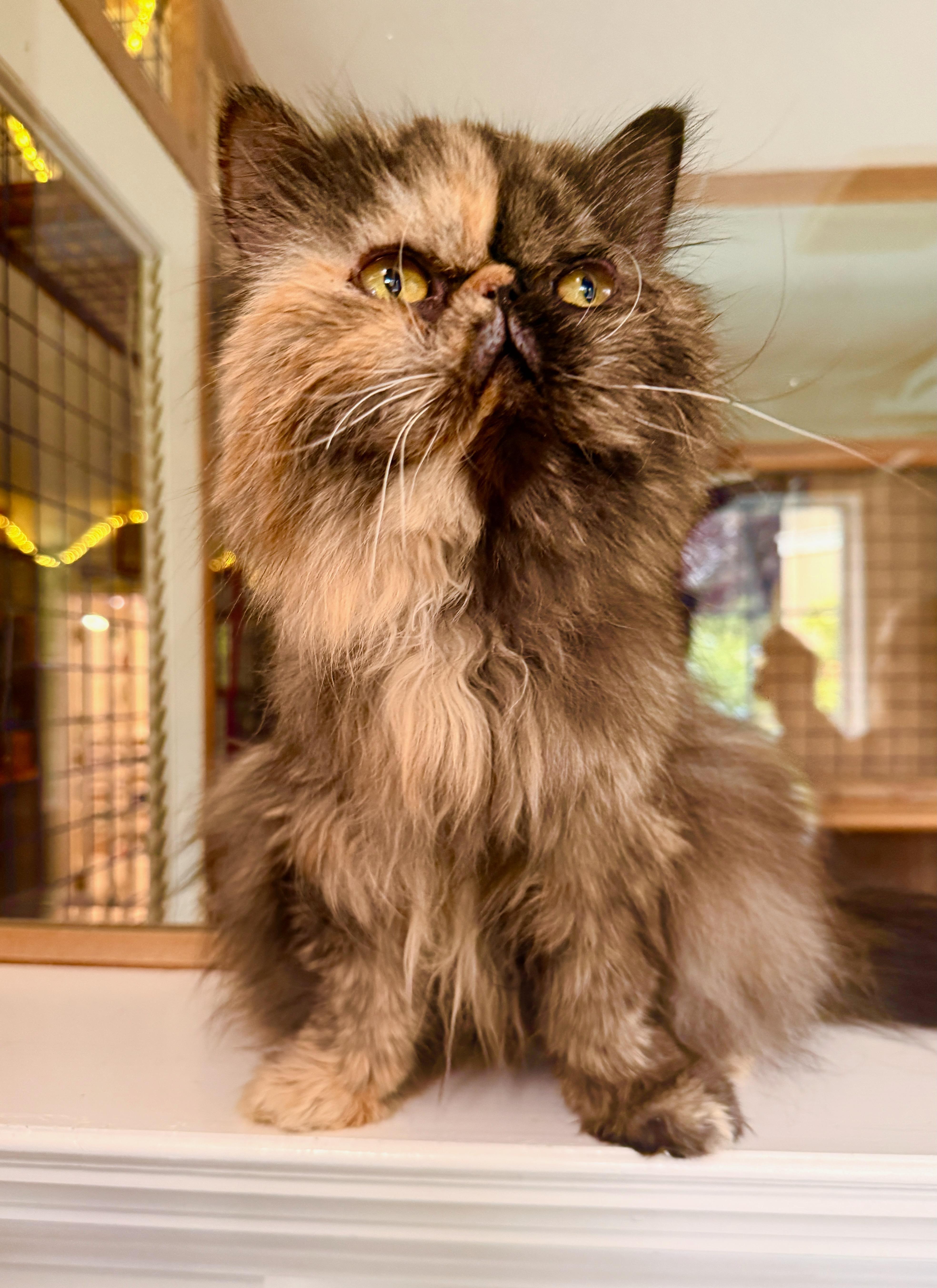 A senior medium-sized female Persian cat named Olivia for adoption in Davis, CA