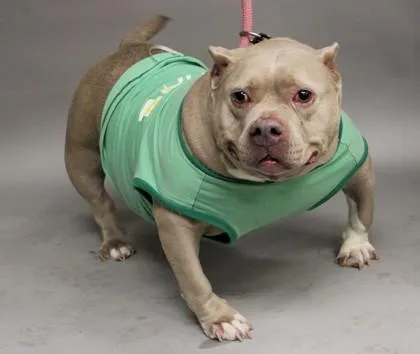 An adult large-sized female Yellow / Tan / Blond / Fawn Bull Terrier dog named Bambi for adoption in Annapolis, MD