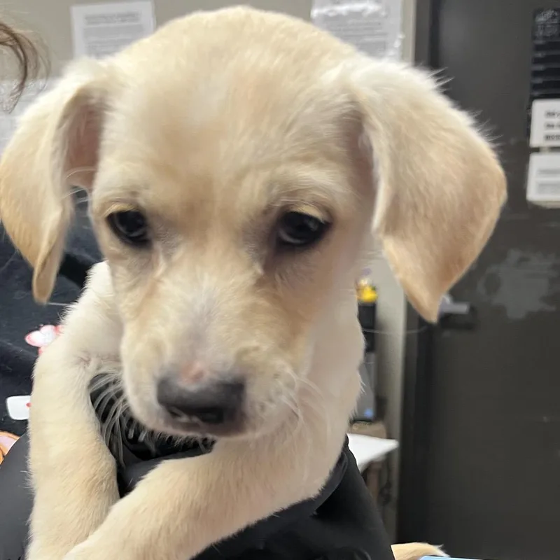 A baby small-sized female Yellow / Tan / Blond / Fawn Terrier dog named Twizzler for adoption in Yuma, AZ