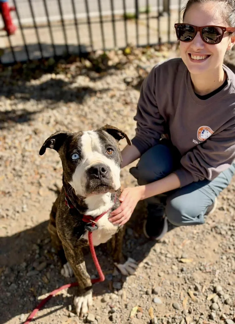 A young medium-sized male Pit Bull Terrier dog named Mr Jones for adoption in Buffalo, NY