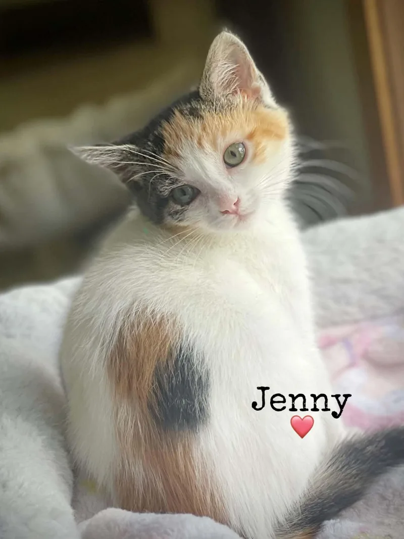 A baby medium-sized female Calico Domestic Short Hair cat named Jenny for adoption in Dansville, NY