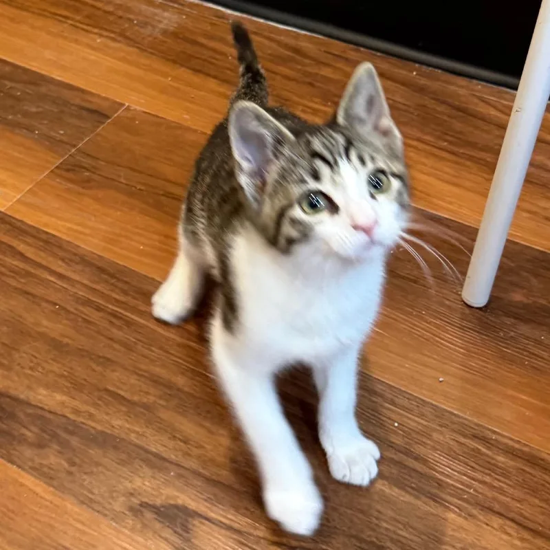 A baby small-sized female Brown / Chocolate Domestic Short Hair cat named Tigris for adoption in Potomac, MD