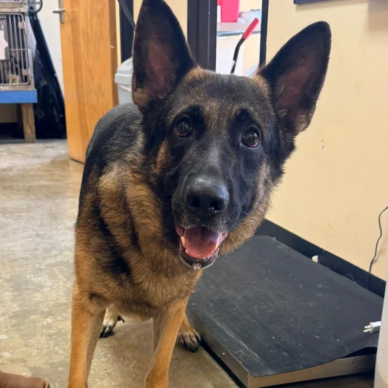 An adult large-sized male Black German Shepherd Dog dog named Oscar for adoption in Corinth, MS