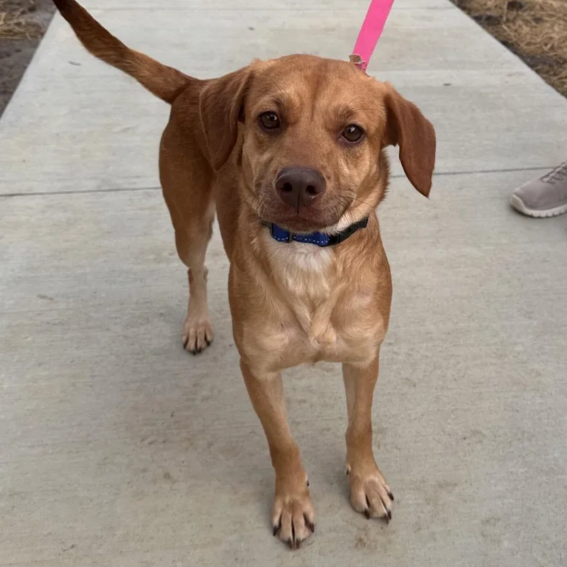An adult medium-sized female Golden Belgian Shepherd / Malinois dog named Sadie for adoption in Mount Vernon, IN