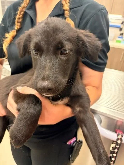 A baby small-sized female German Shepherd Dog dog named Marigold for adoption in Baytown, TX