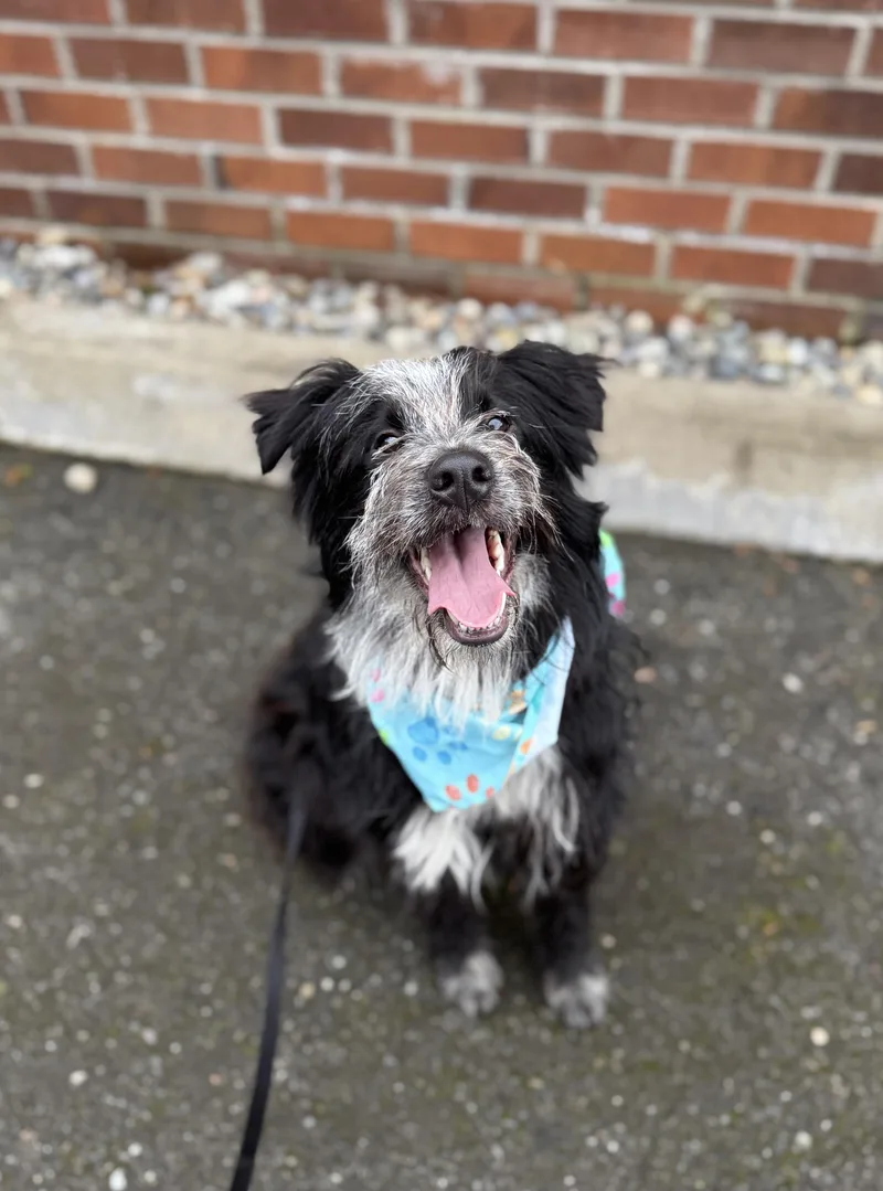 A young medium-sized female Gray / Blue / Silver Border Collie dog named Cassidy for adoption in lynnwood , WA