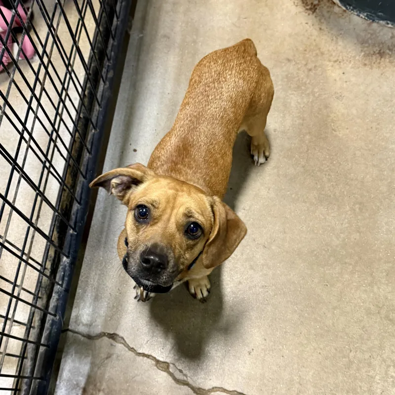 A young small-sized female Chihuahua dog named Marissa for adoption in Gallatin, TN