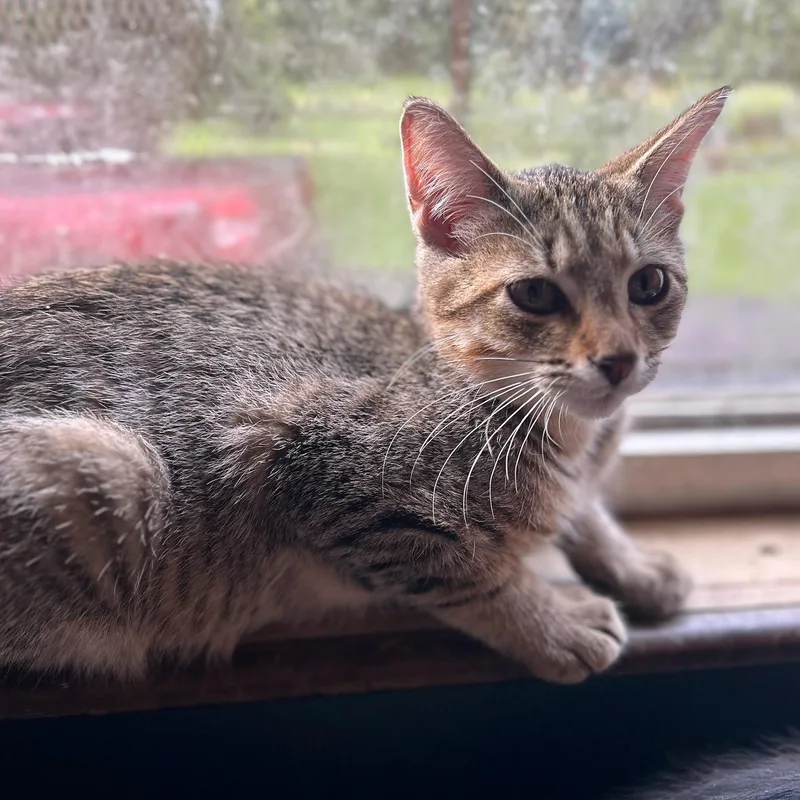 A young medium-sized male Tabby (Brown / Chocolate) Domestic Short Hair cat named Dusty for adoption in Stewartsville,, NJ
