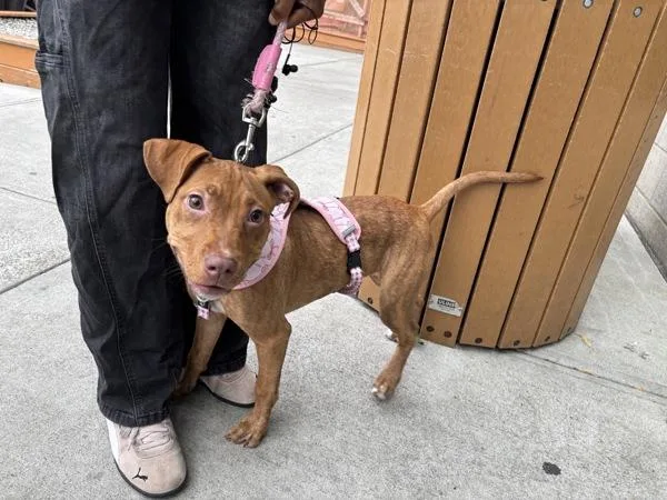 A baby medium-sized female Mixed Breed dog named Muyi for adoption in New York, NY