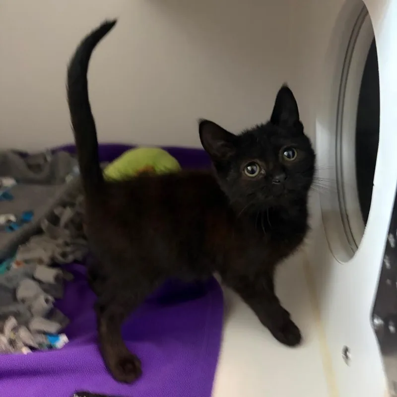 A baby small-sized male Black Domestic Short Hair cat named Blink for adoption in Dearborn, MI