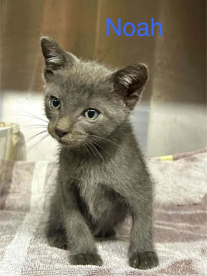 A baby small-sized male Gray / Blue / Silver Domestic Short Hair cat named Noah C Therrien for adoption in Saunderstown, RI