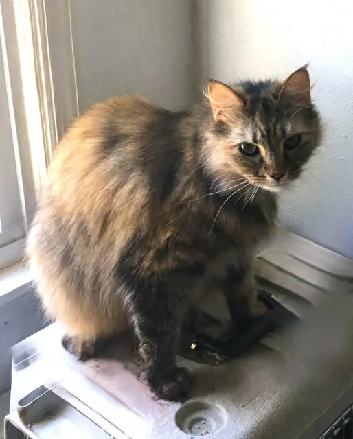 Chewy Felv+