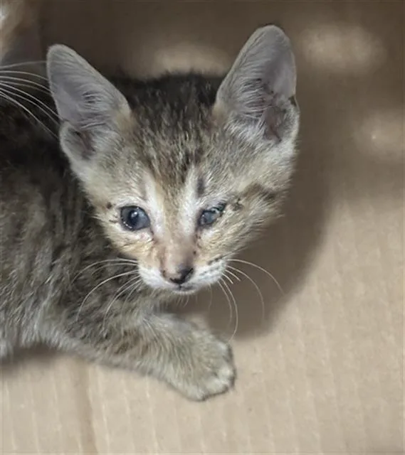 A baby medium-sized female Domestic Short Hair cat named Maui for adoption in Dallas, TX