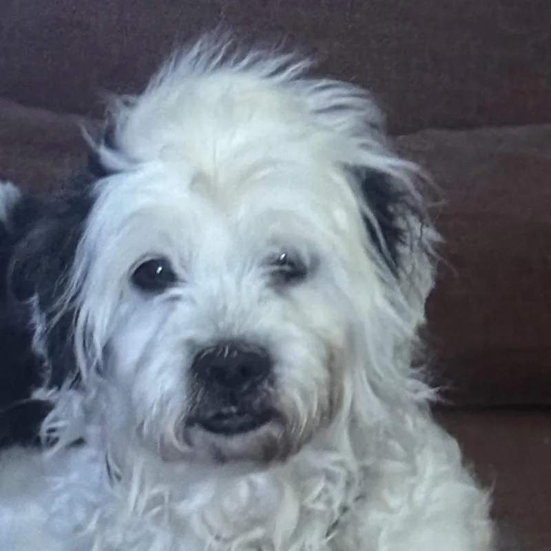 Dusty May thumbnail 2