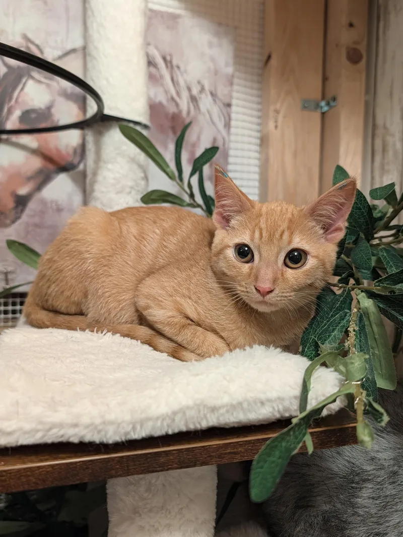 A baby medium-sized male Tabby (Orange / Red) Domestic Short Hair cat named Brave for adoption in Beaverton, OR