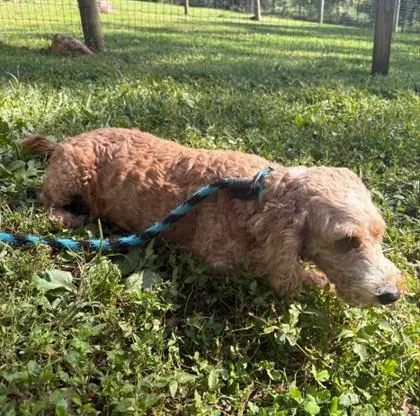 An adult medium-sized female Goldendoodle dog named Lisa for adoption in Phoenixville, PA