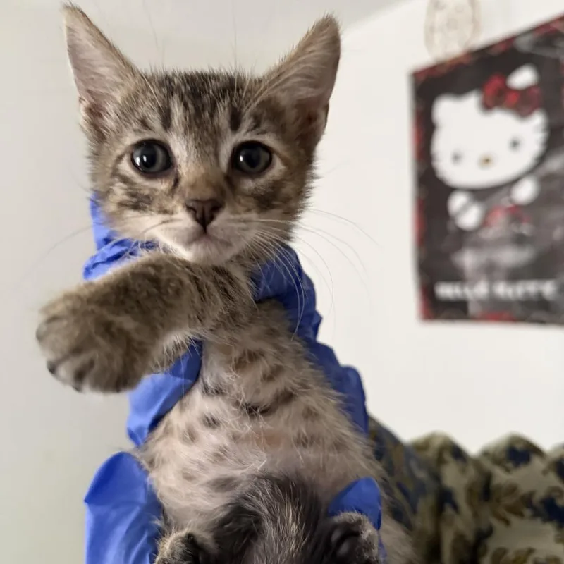 A baby small-sized female Torbie Domestic Short Hair cat named Agatha for adoption in Lakewood, CO