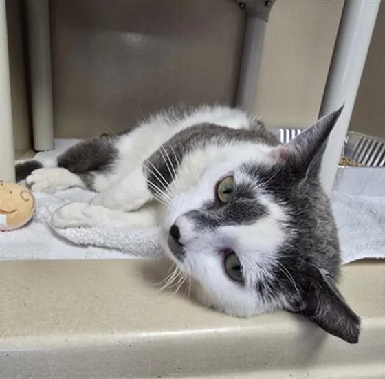 A young medium-sized male Domestic Short Hair cat named Boston for adoption in Lincolnton, NC