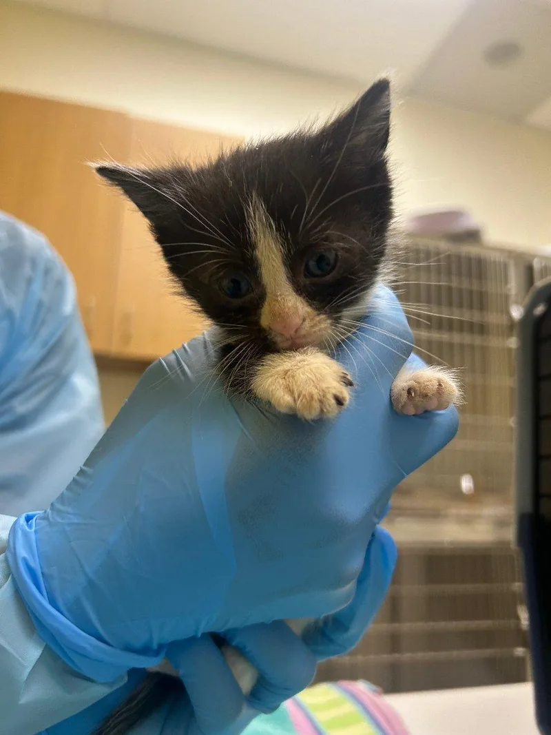 A baby small-sized female Black Domestic Short Hair cat named Telegonus for adoption in Raleigh, NC