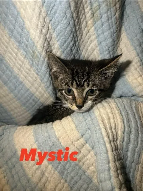 A baby small-sized female Tabby (Brown / Chocolate) Domestic Short Hair cat named Mystic for adoption in Davison, MI