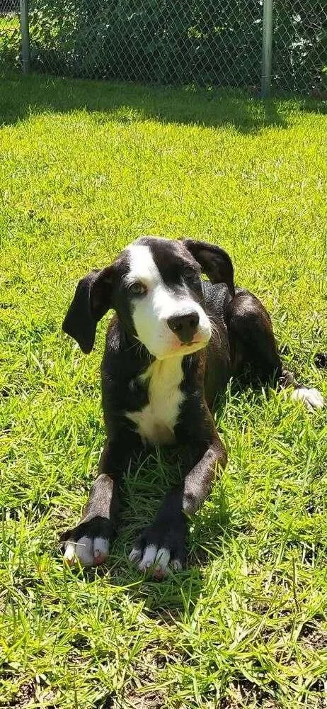 A baby medium-sized male Tricolor (Brown, Black, & White) Pit Bull Terrier dog named Willie for adoption in Wenonah, NJ