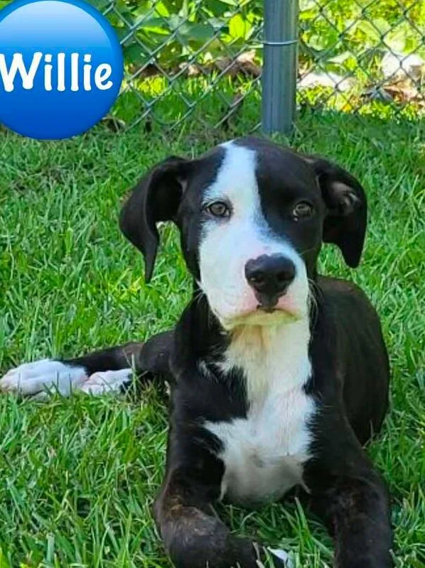 Willie thumbnail 3