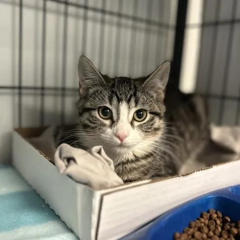 A baby small-sized female Brown / Chocolate Domestic Short Hair cat named Till for adoption in Davenport, IA