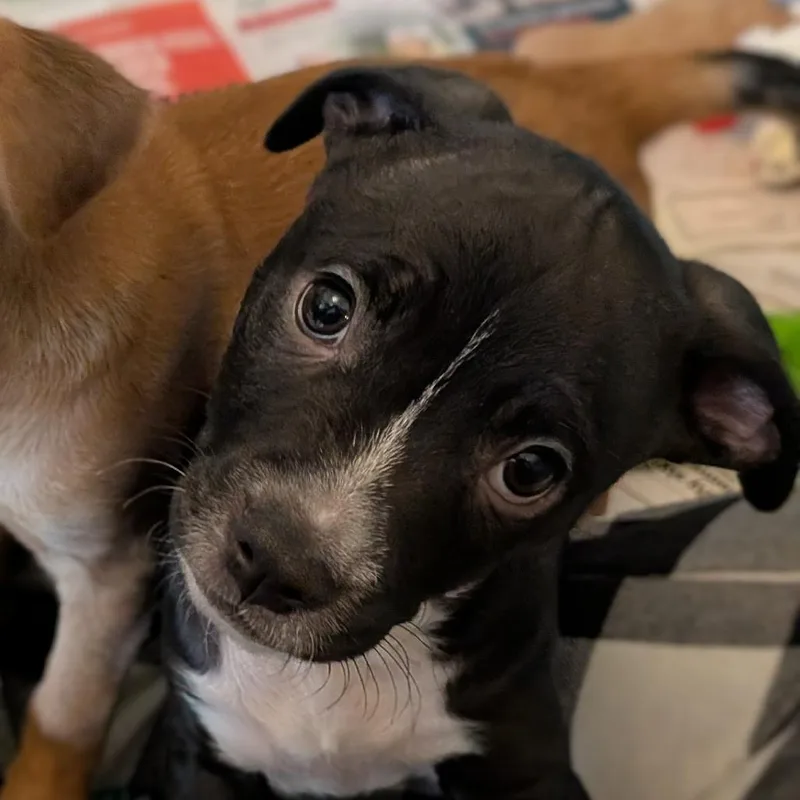 A baby medium-sized male Black Terrier dog named Eastham KB for adoption in Austin, TX