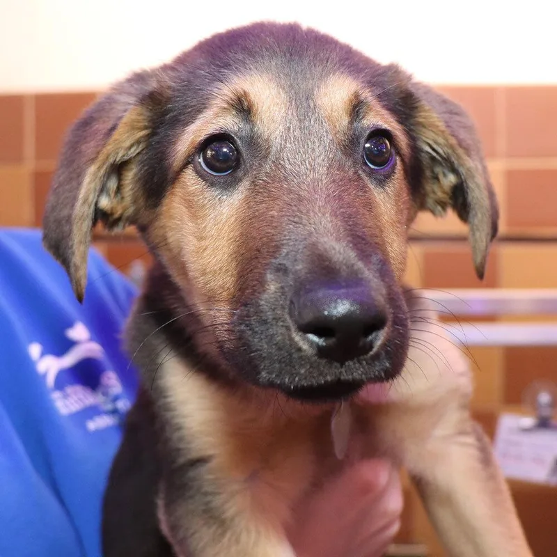 A baby small-sized female Brown / Chocolate Mixed Breed dog named Arugula for adoption in Port Washington, NY