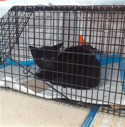 A baby small-sized female Domestic Short Hair cat named Vegas for adoption in Louisville, KY