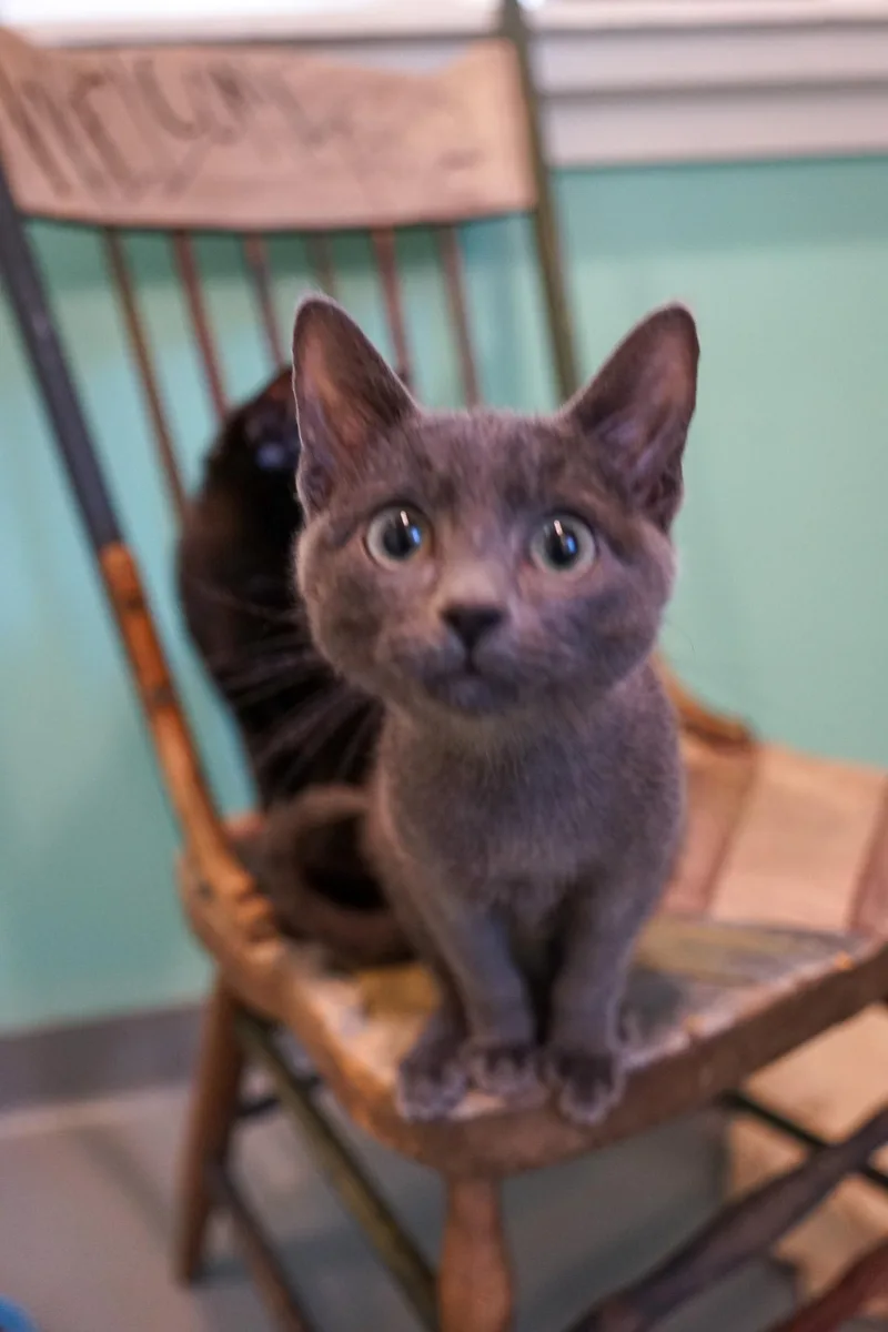 A baby medium-sized male Domestic Short Hair cat named Butternut for adoption in Jackson, WY