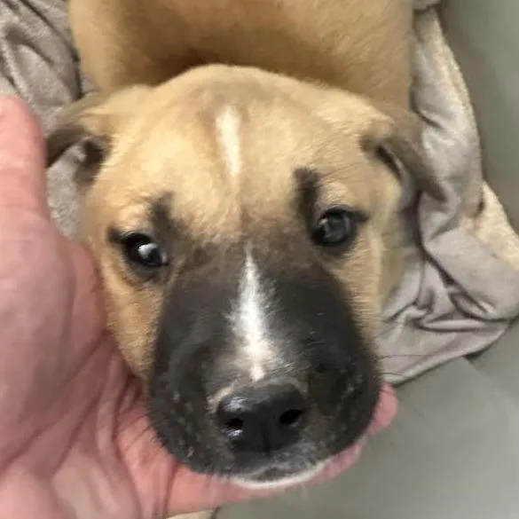 A baby small-sized female Yellow / Tan / Blond / Fawn Terrier dog named Bluebell for adoption in Marshall, TX