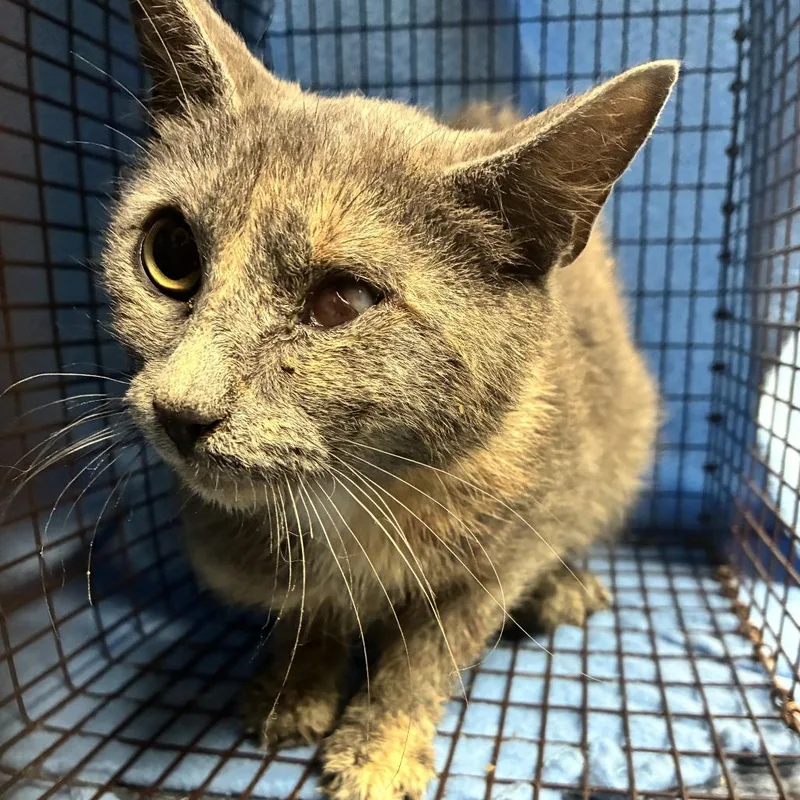 An adult medium-sized female Tortoiseshell Domestic Short Hair cat named Scraggle for adoption in Windsor, VA